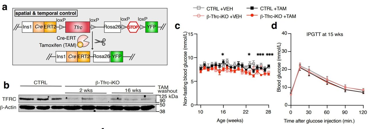 Study finds iron deficiency can halt young pancreatic beta cell growth