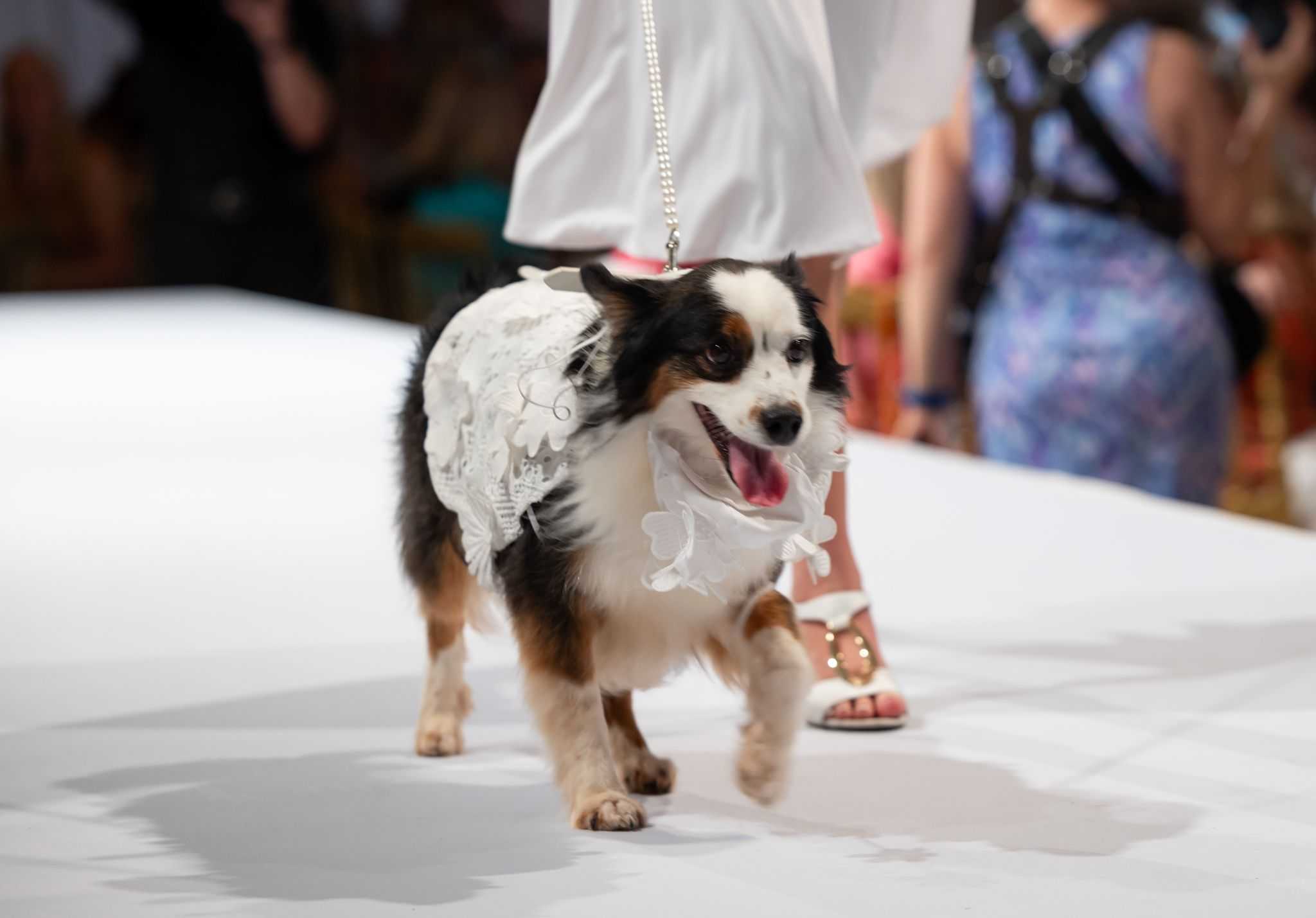 Big Dog Ranch Rescue raises record $5 million at Mar-a-Lago fundraiser